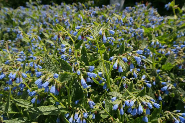 Lire la suite à propos de l’article La consoude, une plante médicinale aux multiples vertus !