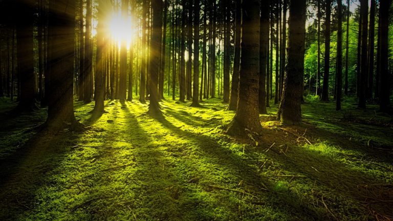 Lire la suite à propos de l’article Shinrin-yoku, les phytoncides et le pouvoir de la nature sur notre bien-être