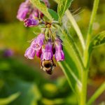 consoude fleur abeille