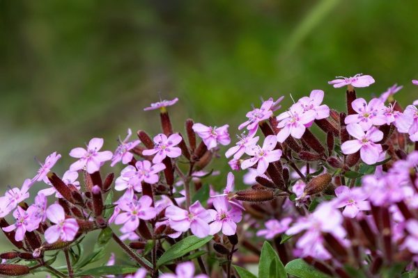 fleurs phytotherapie